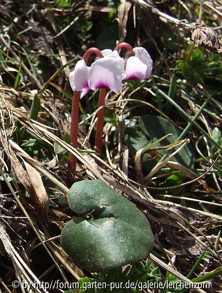 Kleinblütiges Alpenveilchen (Cyclamen parviflorum)