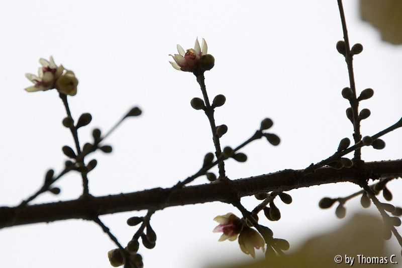 Chimonanthus blüht früh