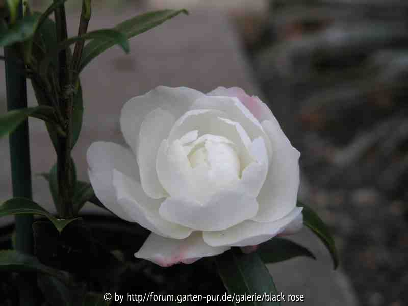 Camellia Sas. Paradies Pearl 08