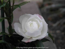 Camellia Sas. Paradies Pearl 08