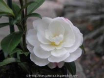 Camellia Sas. Paradies Pearl1 08