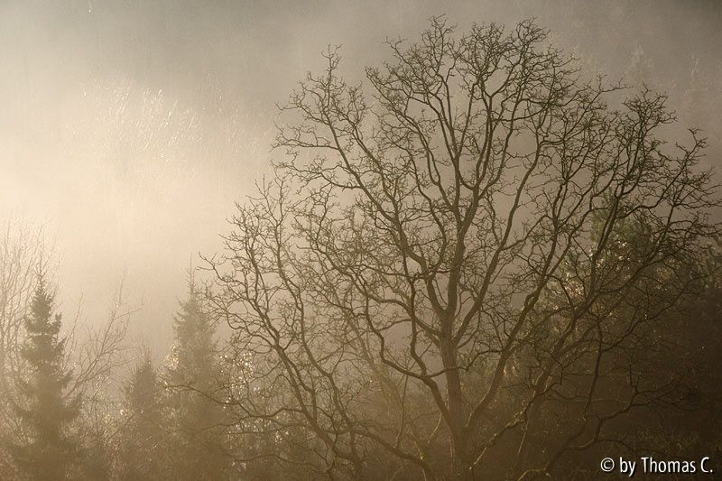 Nebelmorgen 06