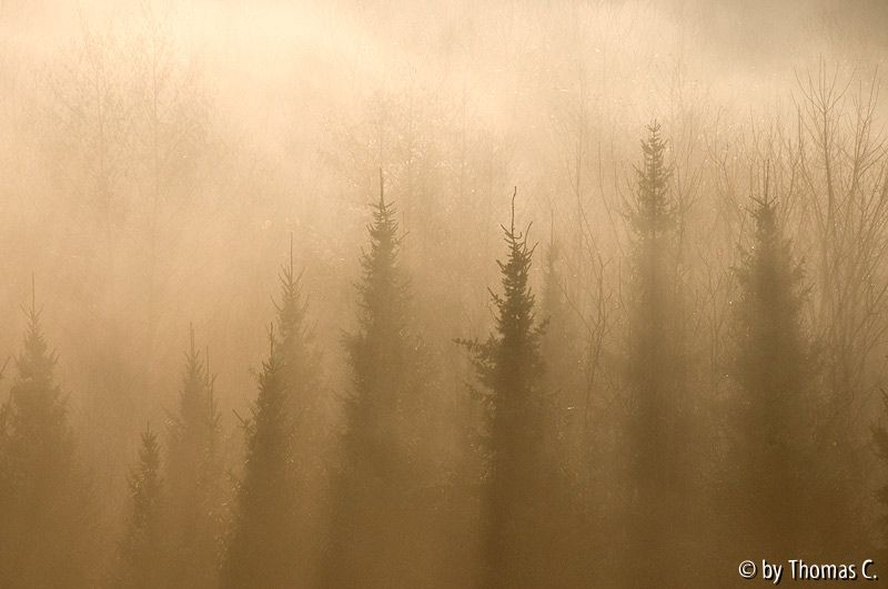 Nebelmorgen 05