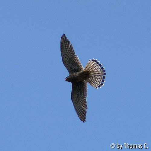 Turmfalke im Flug