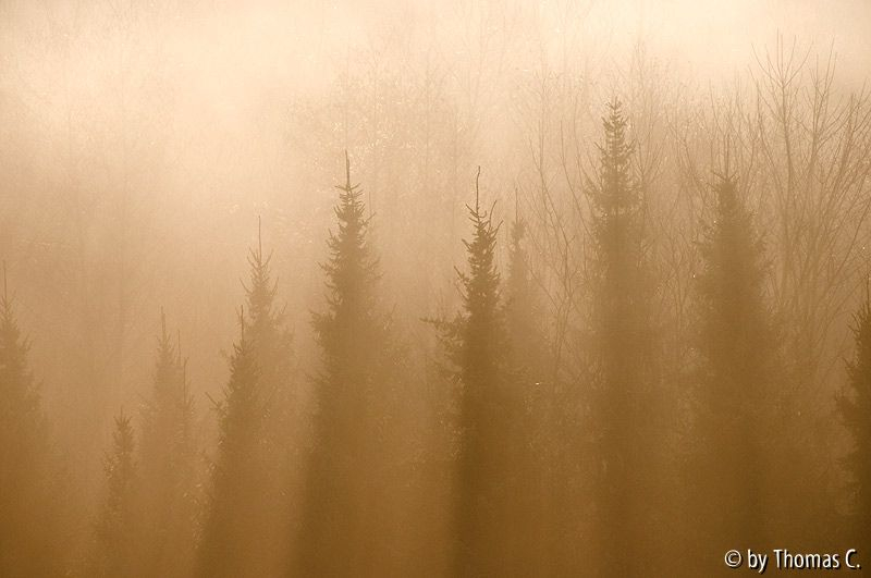 Nebelmorgen 04