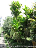 wer kann bei der bezeichnung helfen? alles aus tropischer garten Monte Madeira,danke