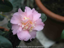 Camellia hyb. Winter's Interlude