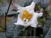 Camellia Granthamiana