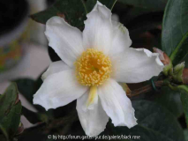 Camellia Carpnelliana 08