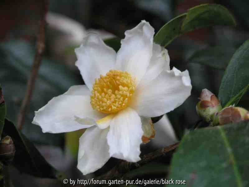 Camellia Carpnelliana1 08