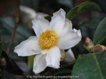 Camellia Carpnelliana1 08