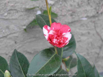 Camellia Jap. Gigantea