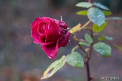 Rosenrot-Test 1