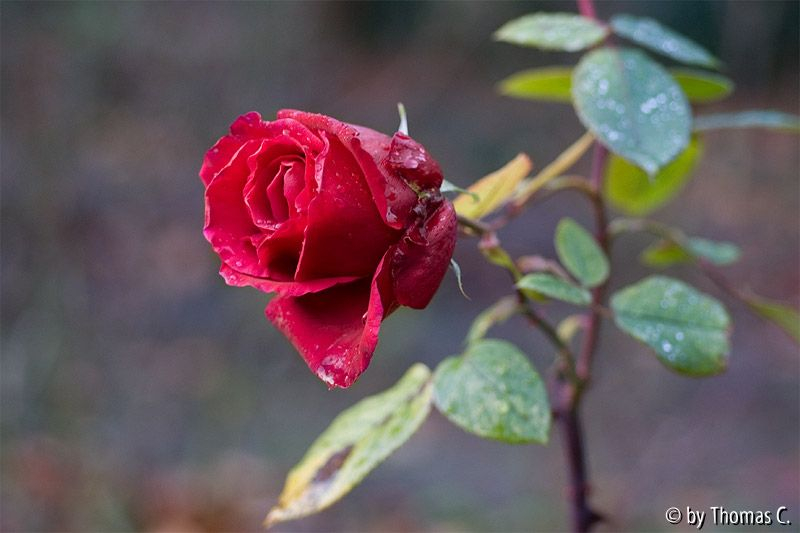 Rosenrot-Test 2