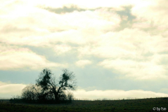 Feldansichten 3 30-11-2008
