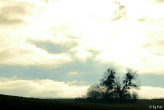 Feldansichten 1 30-11-2008