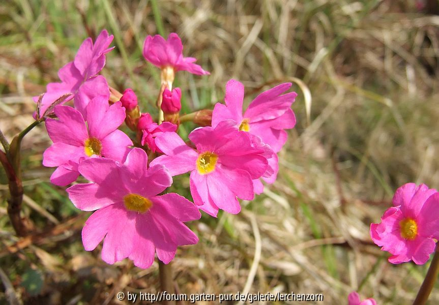 Rosenprimel2