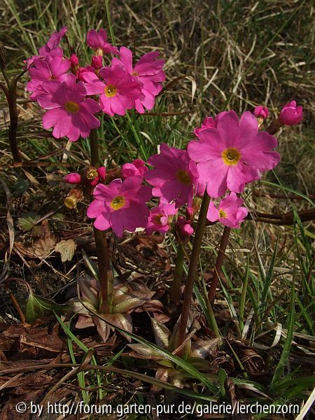 Rosenprimel1