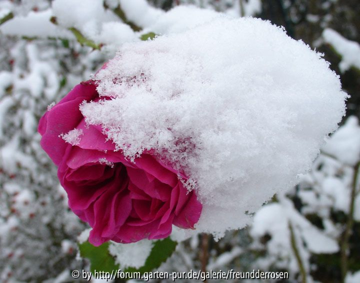 Mme Isaac Pereire im Schnee