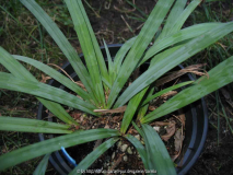 Carex glaucodea Typ 2