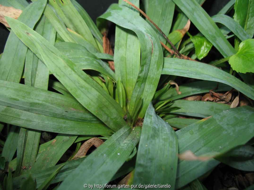 Carex glaucodea Typ 1