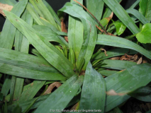 Carex glaucodea Typ 1