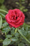 Rose 2