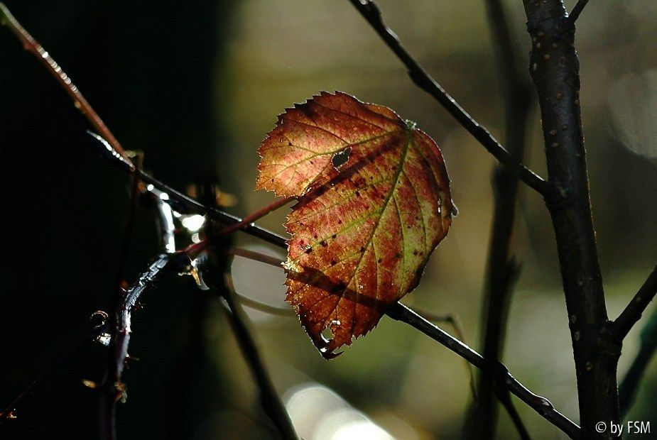 Blätter 3 30-11-2008