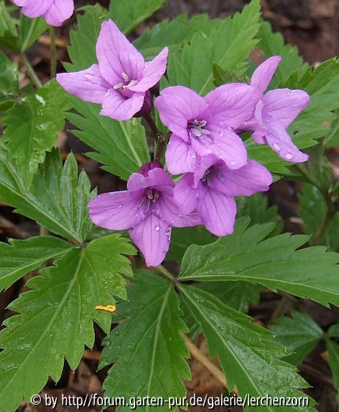 Rotproblem 1 Cardamine glanduligera