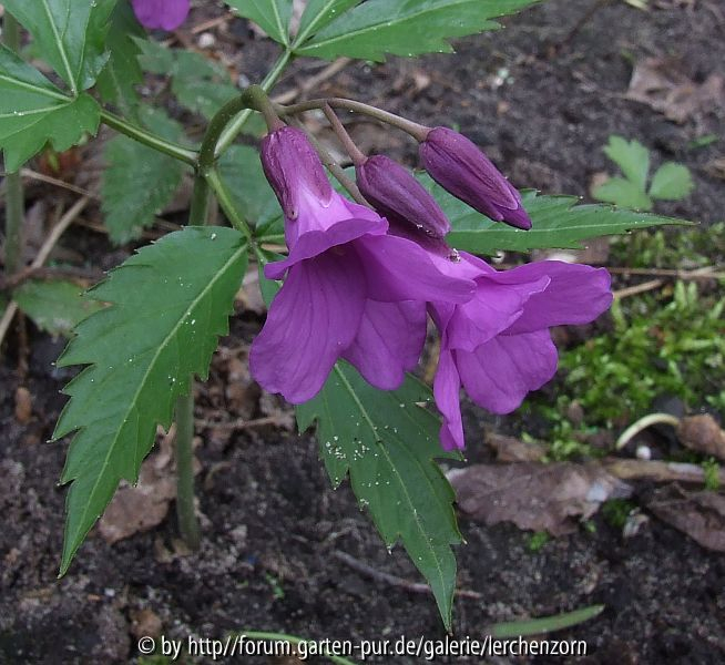 Rotproblem 2 Cardamine glanduligera