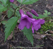 Rotproblem 2 Cardamine glanduligera