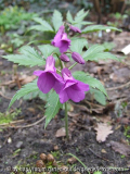 Rotproblem 3 Cardamine glanduligera