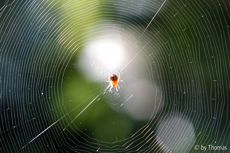 Spinne im Netz