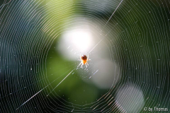 Spinne im Netz