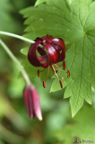 Lilium martagon Blüte