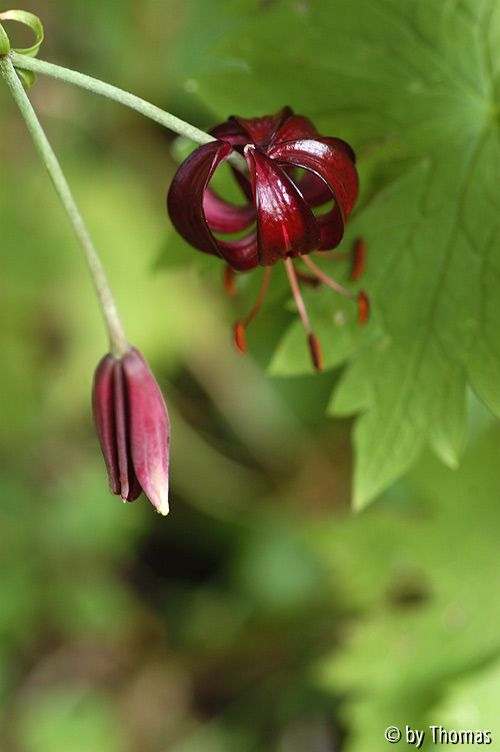 Lilium martagon Blüte