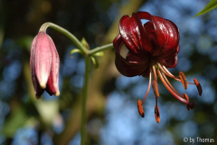 Lilium martagon Blüte