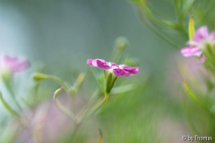 Unbekannte Miniblüten