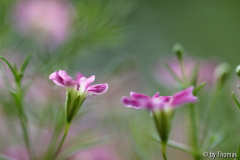 Unbekannte Miniblüten