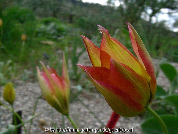 Tulipa orphanidea Flave zwei