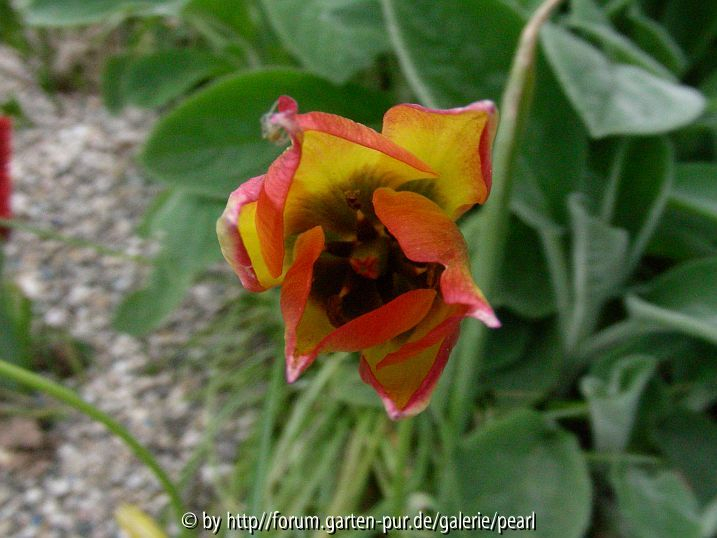 Tulipa orphanidea Flava von oben
