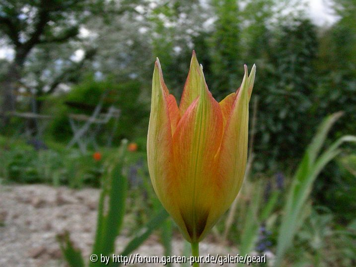 Tulipa orphanidea Flave seitlich