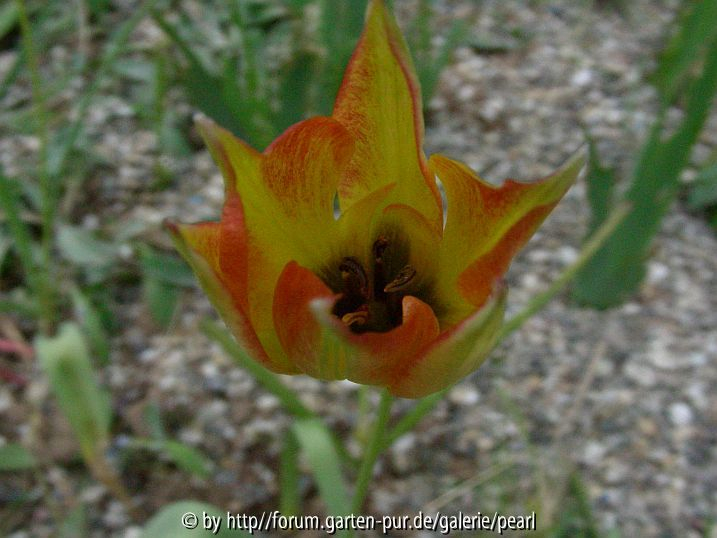 Tulipa orphanidea Flava