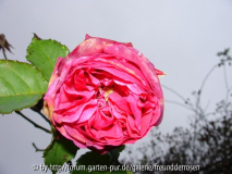Mme Isaac Pereire
