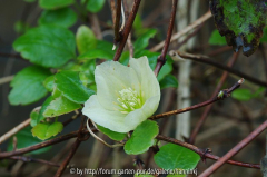 Clematis 'Wisley Cream'