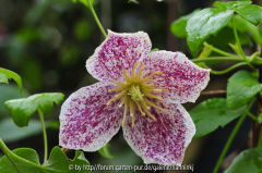 Clematis 'Freckles'