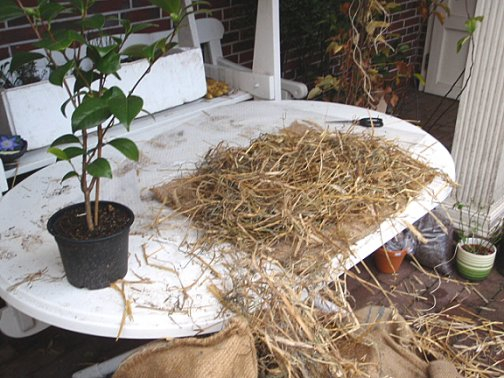 Kamelien - Winterschutz Bild 1