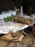 Kamelien - Winterschutz Bild 3
