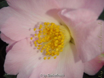 Camellia "Dagmar Berghoff