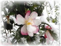 Navajo´s im Schnee